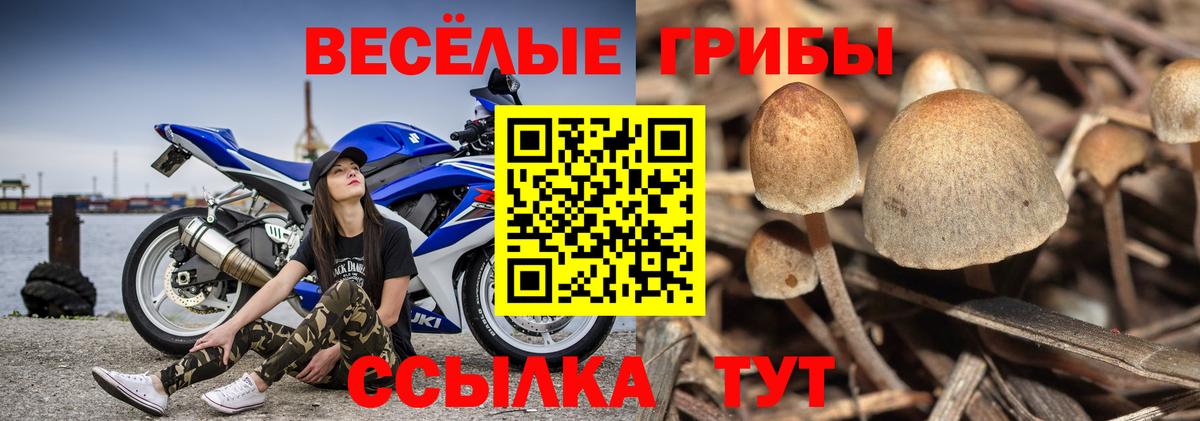 Галлюциногенные грибы GOLDEN TEACHER  Галлюциногенные грибы Psilocybine cubensis  Когалым  наркотики  Вход с VPN 
